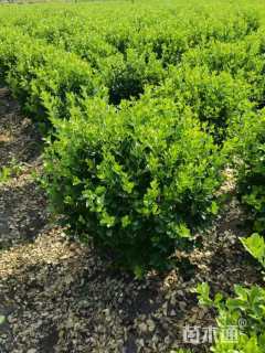 冠幅80厘米卫矛球