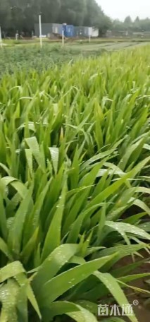 高度40厘米蓝花鸢尾