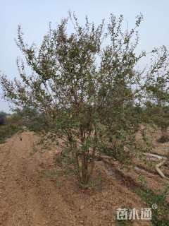 高度200厘米丛生紫薇