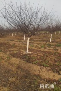 高度350厘米重瓣榆叶梅