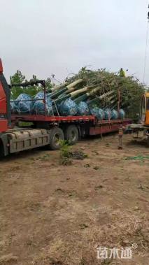 10公分金叶复叶槭