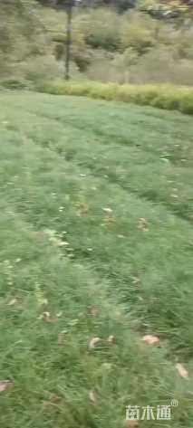 高度10厘米油松
