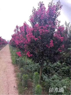 高度500厘米红花紫薇