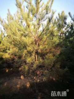 高度5000厘米油松