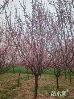 高度350厘米蜡梅