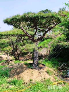 移栽苗造型油松