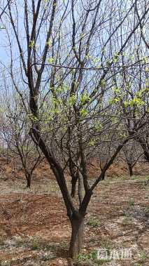 20公分杏树