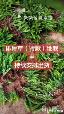 高度10厘米排骨草