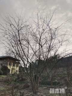 25公分(5杆)丛生朴树