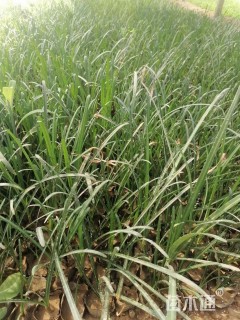 高度30厘米石蒜