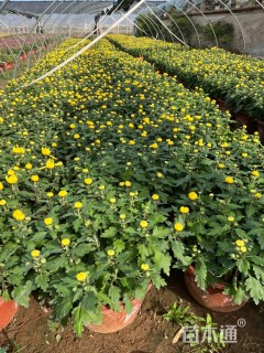 高度15厘米国庆菊