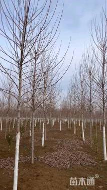 4公分美国红枫-红冠