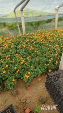 高度15厘米孔雀草