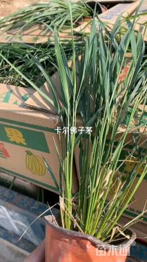 高度60厘米拂子茅