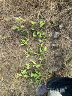 0.3公分红叶石楠