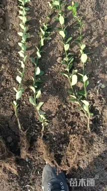 高度45厘米卫矛