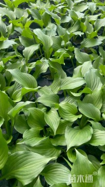 高度15厘米玉簪