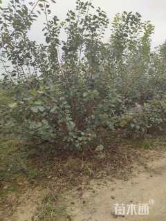 高度300厘米丛生黄栌