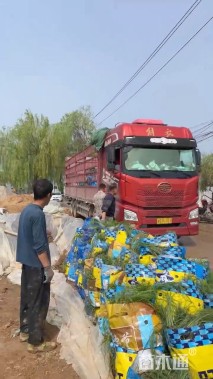 高度60厘米金红羽狼尾草