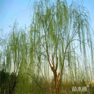 12公分柳树