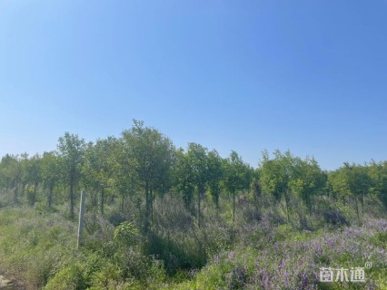 冠幅100厘米红叶石楠球