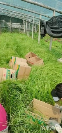 高度40厘米荷花