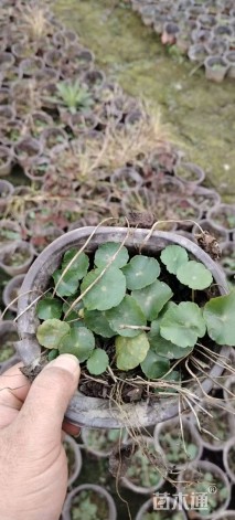 高度20厘米铜钱草