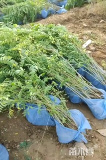 高度80厘米紫穗槐