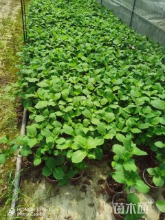高度25厘米无尽夏绣球