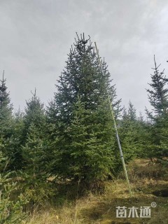 高度500.厘米云杉