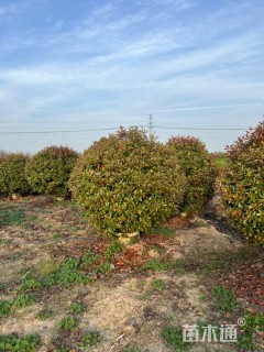 冠幅180厘米红叶石楠球