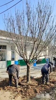 25公分日本晚樱