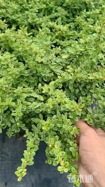 高度30厘米小丑火棘