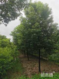10公分香樟