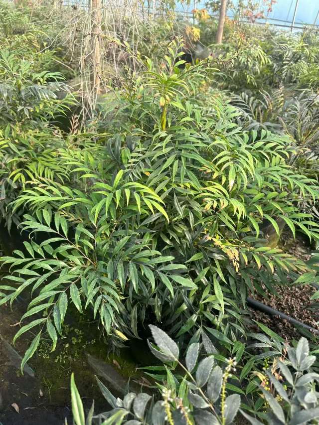 裸干高70厘米小叶棕竹