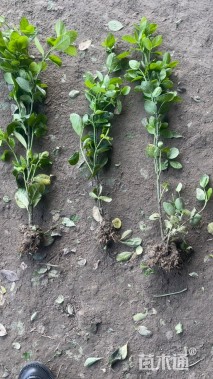 高度50厘米北海道黄杨