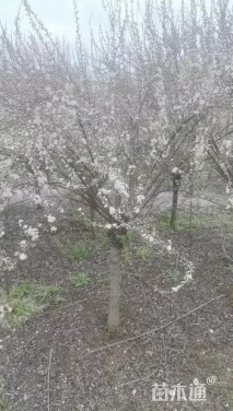 高度150厘米珍珠梅