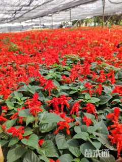 高度20厘米一串红