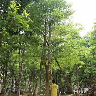 12公分细叶榄仁