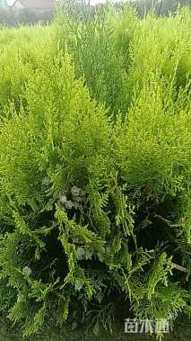 高度45厘米洒金柏