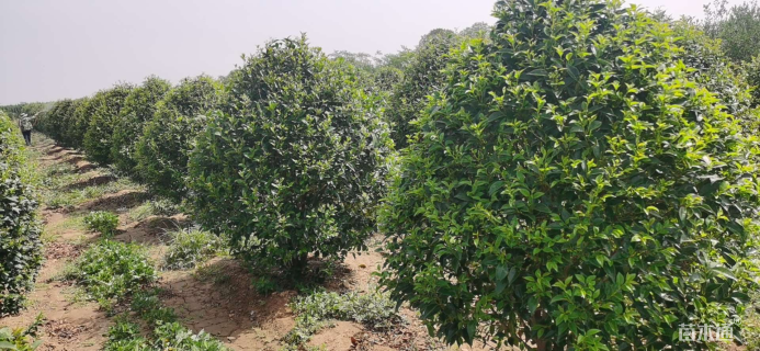 高度300厘米丛生大叶女贞