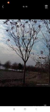 12公分黄山栾树