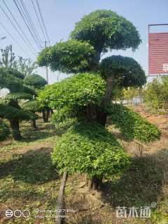 20公分白蜡