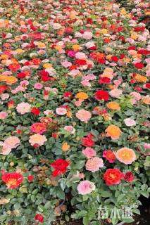 高度25厘米欧洲月季