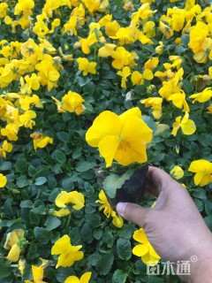 高度15厘米三色堇