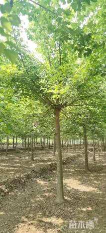 14公分金叶复叶槭