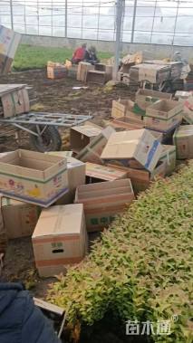 高度30厘米金焰绣线菊