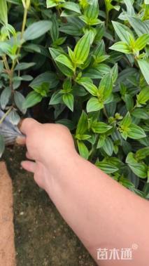 高度30厘米牡丹