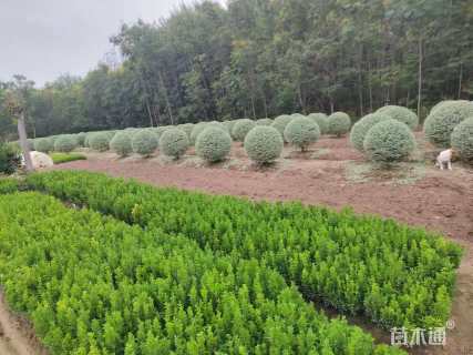 冠幅100厘米银姬小蜡球