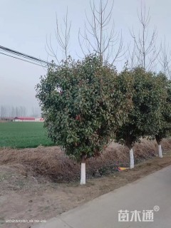 3公分红叶石楠